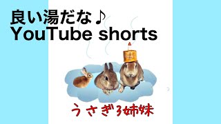 お風呂スタイルのうさぎ🐰🐰🐰3姉妹