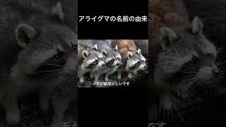 アライグマの名前の由来　#アライグマ #名前の由来 #動物の行動 #動物雑学 #自然の不思議 #Raccoon #動物解説 #ショート動画 #動物　VOICEVOX:ずんだもん