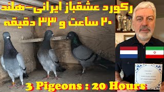 رکورد 20 ساعت و 33 دقیقه توسط عشقباز ایرانی در مسابقات تیپلرپرانی هلند #کبوتر #کفتر #کبوتر_بلندپرواز