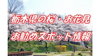 【栃木県】桜・お花見スポット情報＜20選＞