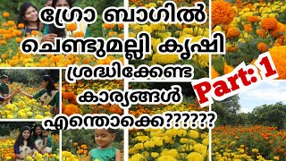 ഗ്രോ ബാഗിലെ ചെണ്ടുമല്ലി കൃഷി. ശ്രദ്ധിക്കേണ്ട കാര്യങ്ങൾ എന്തൊക്കെ??#PART:1 //MARRY GOLD//TERRACE//