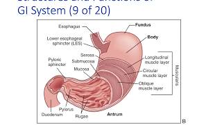Gastrointestinal System - Lecture 3 Assessment and Upper GI