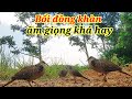 Đồng khàn âm giọng khá hay. Clip 363. cả nhà xem vui nha.