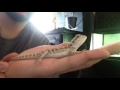 How to Force Feed A Baby Bearded Dragon How to Force Feed A Baby Bearded Dragon
