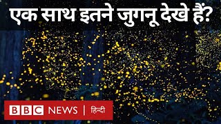 Forest of Fireflies: ये जंगल जुगनू से रौशन होता है, कभी देखे हैं एक साथ इतने सारे जुगनू (BBC Hindi)