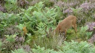 privábený srnec 3. | attracted roe deer | przyciągnął sarny | angezogene Rehe | vonzotta az őzeket