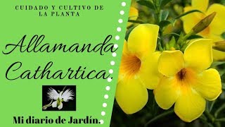 LA ALLAMANDA CATHARTICA O MANTEQUILLA, jazmín de cuba CUIDADOS Y CULTIVO, Mi diario de Jardin