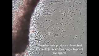 Streptomyces sp.