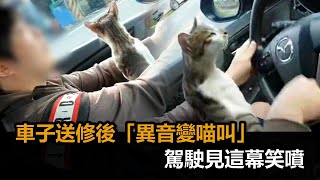 車子有異音！送修後牽回家卻變成「喵叫」　駕駛一看笑噴：店貓在後座－全民話燒