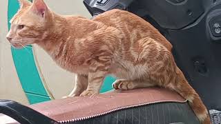 ఫన్నీ క్యాట్ (పిల్లి) Funny Cat