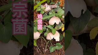 菌王之一～云南鸡纵菌\\the mushroom king in yunnan