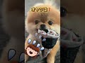 イタズラのポメラニアン 🐾 shorts イタズラ かわいい犬 かわいい動画 ポメラニアン おもしろ動画 おもしろい cutedogs funny rizz