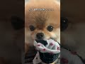 イタズラのポメラニアン 🐾 shorts イタズラ かわいい犬 かわいい動画 ポメラニアン おもしろ動画 おもしろい cutedogs funny rizz