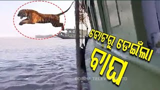 Tiger Jumps Into Water During Rescue Mission In Sundarbans