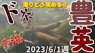 【豊英ダム】2023/6/1週 台風後ド茶濁り！いち早くクリアな場所に魚がいる！