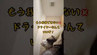 【面白いインコ動画】2023年初水浴びのオカメインコなっちゃん #shorts