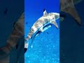 Shark and remora synchronized swimming #sharks