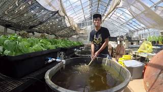 อควาโปนิกส์ (Aquaponics) ระบบปลูกผัก แบบไม่ใช้ดิน ร่วมกับการเลี้ยงปลา