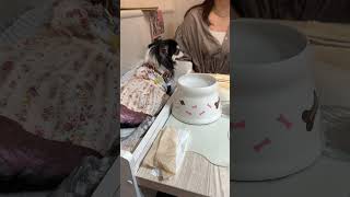 真夏にドッグカフェでランチ#shorts [元保護犬チワワとパピヨンのかほご犬s]犬のいる暮らし/愛犬と楽しく過ごすために#bliss wacha#ドッグカフェ#ランチ#チワワ#パピヨン