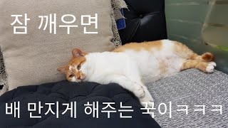 [귀여움주의!!]😽배 좀 만지라고 배 보여주는 꾹이 ㅋㅋㅋㅋㅋㅋ