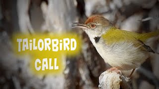 SUARA Burung Penjahit Biasa [Panggilan burung] [Burung India] [Suara burung] #bird_calls