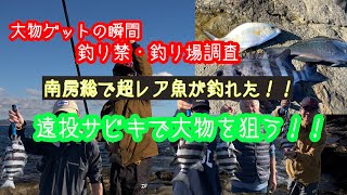 釣り禁・釣り場調査　【南房総編】遠投サビキで大物を釣る！　房総の磯で遠投サビキをしてみたら、超レアな、すごい魚が釣れた。