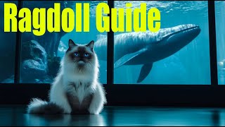 Ragdoll Guide - A comprehensive look at Ragdoll cats!