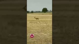 പറക്കുന്ന പുള്ളിമാൻ  ഇതാ ‍ | Deer