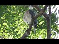 shikra accipiter badius