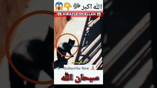 Miracle of Allah👆😱😭الله أكبر|#youtubeshorts#viral#shortvideo#viralvideo#shorts#allah#foryou#islam|