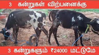 3 கன்றுகள் விற்பனைக்கு || #radhakrishnanfarms