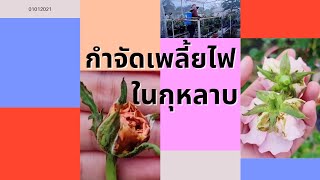 กำจัดเพลี้ยไฟในกุหลาบ