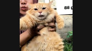 Kucing Asep surasep terkethep kethep makin bulet