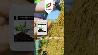 KynoHumate Black is the secret weapon to healthy soil | Kynoch