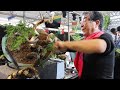 kunio kobayashi styles a juniper bonsai at bwb