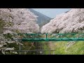 【日本の風景】2021御殿場線沿線の桜　山北　小山エリア