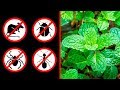 Download If You Get This Plant at Home, You’ll Never See Mice, Spiders, or Ants Again In Mp4 3Gp Full HD Video