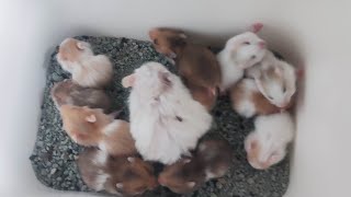 PELIHARA HAMSTER DARI DUA JADI RATUSAN #pecintahamster #hamsterbabies