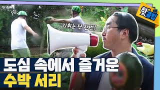 [핫클립] 촌캉스에서 즐기는 수박 서리 / YTN 사이언스