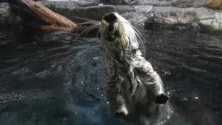 海遊館 ラッコ パタさん 狙いを定めてイカにジャンプ