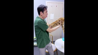 喜欢狂野的家长就该养它 #孟加拉豹猫 #豹猫 #孟加拉豹猫金豹 #品种猫介绍 #南哥说猫