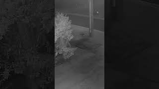 Penelope the Brushtail Possum Climbs a Power Pole then Changes her Mind Aussie Wildlife Trail Cam IR