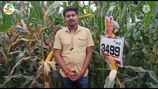 Rasi 3499 hybrid maize । रासी 3499 संकर मक्का बीज जबरदस्त रिजल्ट अभी देखे