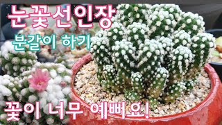 단지어매와 꽃이 너무 예쁘지만 가시가 아픈 눈꽃선인장 안전하게 분갈이 하기! 多肉植物 Korean succulents