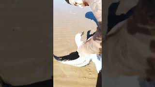 seen this seagull stuck in disregarded fishing line unable to fly or walk as the tide rushed in, #fy
