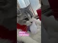 クリスマスバージョン クリスマス christmas 癒し 猫のいる暮らし サイベリアン ねこ