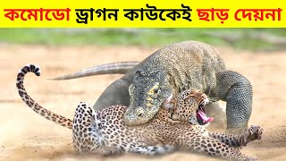 বিশ্বের সবচেয়ে ভয়ঙ্কর এবং জঘন্য কমোডো ড্রাগন।।Most Dangerous Komodo Dragon Attacks In Bangla