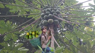 Poor girl went up the mountain to harvest papaya and sell - Green forest life