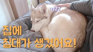 집에 침대가 생겼어요! / Siberian Husky