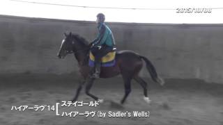 10/08　ハイアーラヴ'14（父ステイゴールド　母父Sadler's Wells）調教